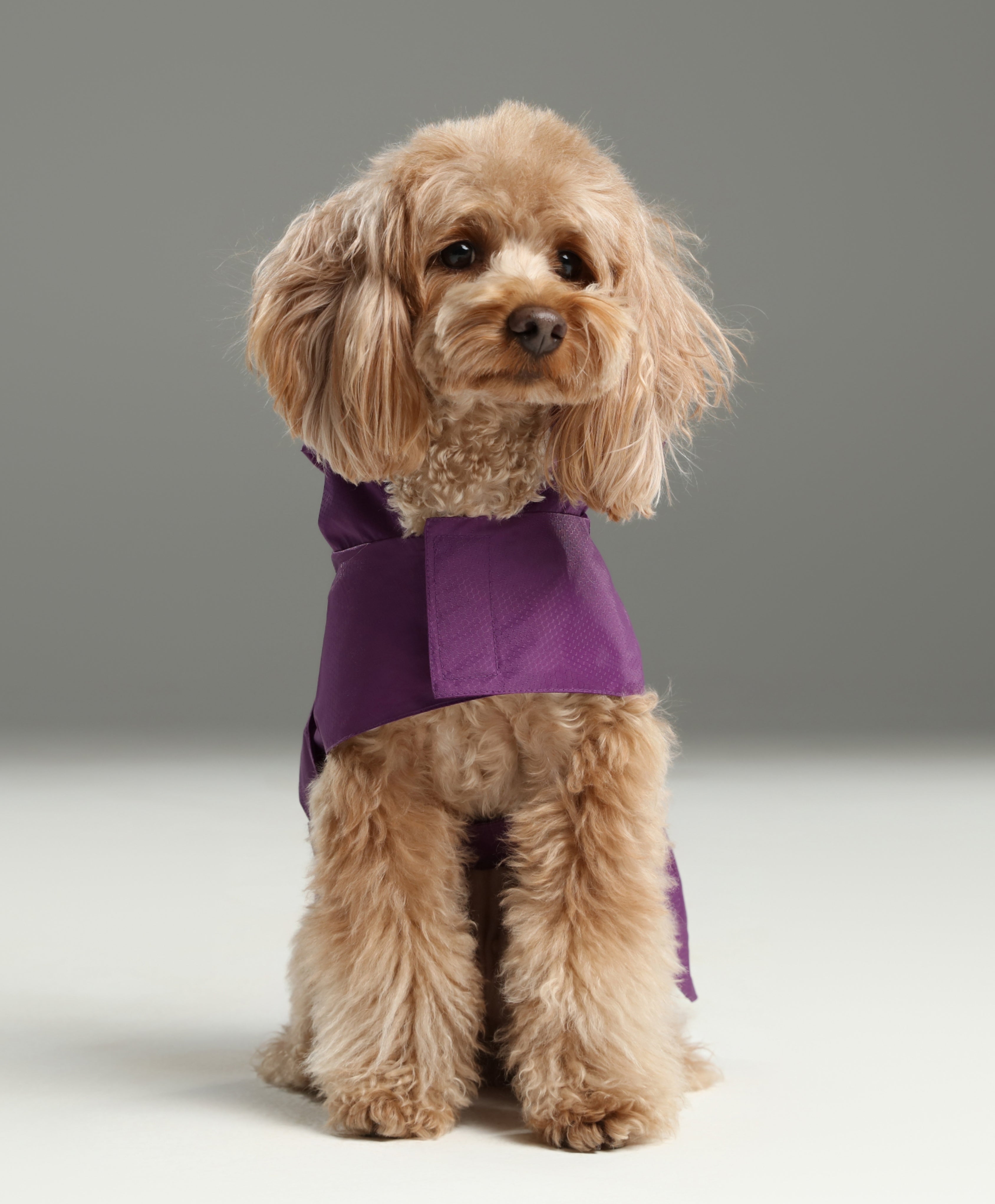 Capsule Raincoat - Purple