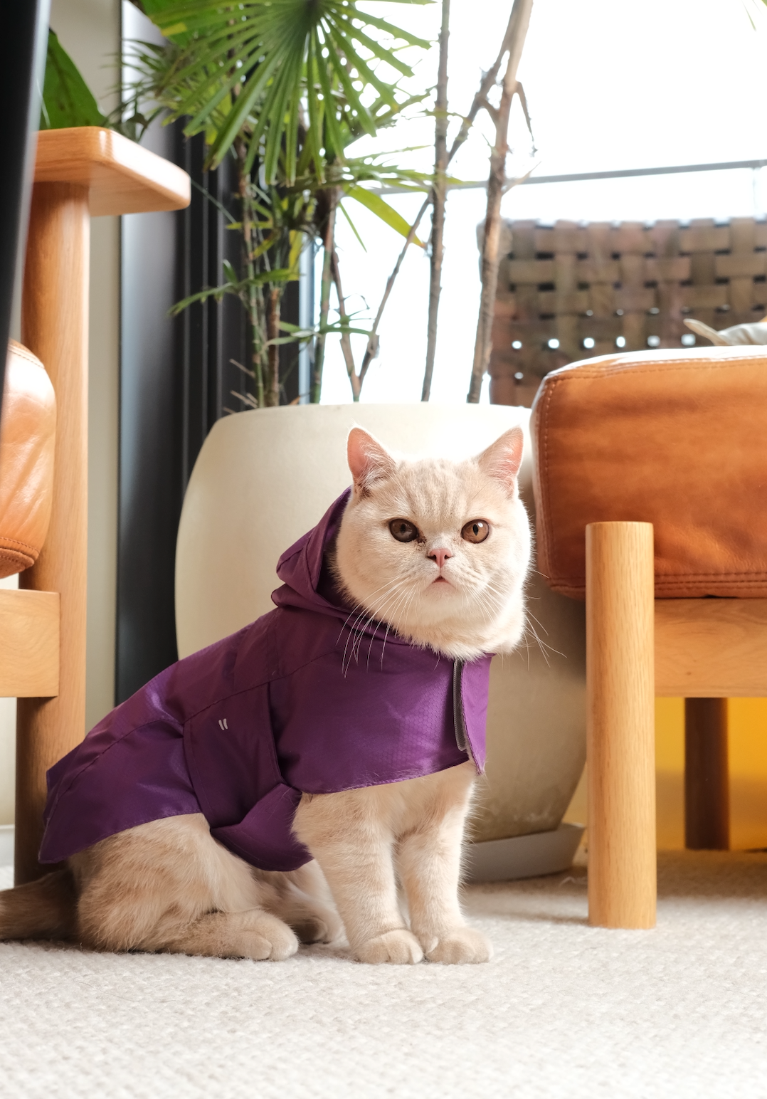 Capsule Raincoat - Purple
